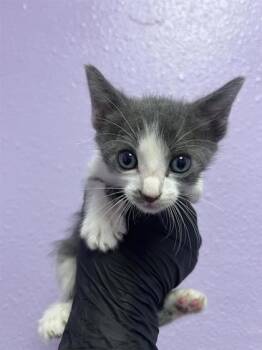 61411089 -  Domestic Short Hair Cat for Adoption in El Paso, Texas - 61411089 | PetCurious