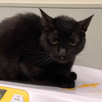 Mooch (Mochi) -  Domestic Short Hair Cat for Adoption in Tampa, Florida - Mooch (Mochi) | PetCurious