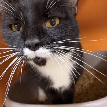 Domestic Short Hair Cats Available for Adoption in Elyria, Ohio - Kellie | PetCurious