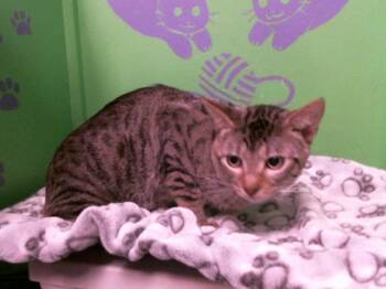 Rescue Domestic Short Hair Cats for Adoption in Houston, Texas - CAIN | PetCurious