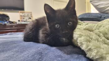 Domestic Short Hair Cats Available for Adoption in Sandy Springs, Georgia - Drax | PetCurious