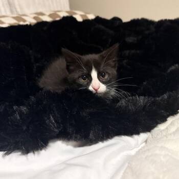 Maisy -  Domestic Long Hair Cat Available for Adoption in Mondovi, Wisconsin - Maisy | PetCurious
