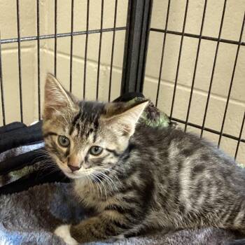 Horseshoe -  Domestic Short Hair Cat for Adoption in Montgomery, Alabama - Horseshoe | PetCurious
