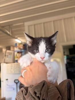 Spectrum -  Domestic Short Hair Cat for Adoption in Greensburg, Indiana - Spectrum | PetCurious