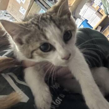 ROWAN -  Domestic Short Hair Cat for Adoption in Richmond, California - ROWAN | PetCurious