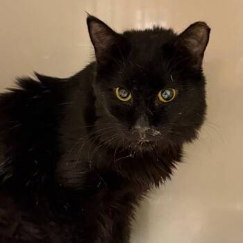 Virginia -  Domestic Medium Hair Cat for Adoption in Yuma, Arizona - Virginia | PetCurious