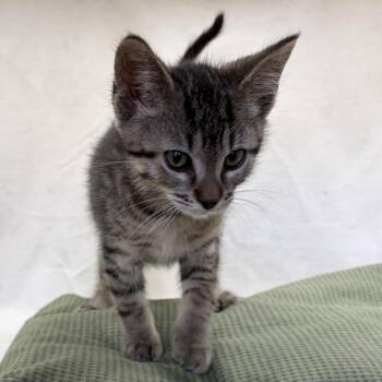Domestic Short Hair Cats Available for Adoption in Rochester, Minnesota - Twix | PetCurious