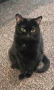 Domestic Medium Hair Cats Available for Adoption - Pepe | PetCurious