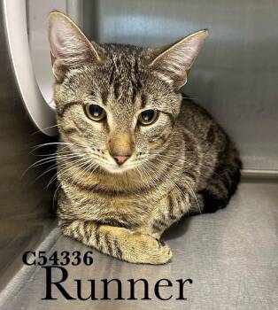 Domestic Short Hair Cats Available for Adoption in Clarksville, Tennessee - Runner | PetCurious