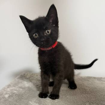 Rescue Domestic Short Hair Cats for Adoption in Hendersonville, North Carolina - Tito | PetCurious