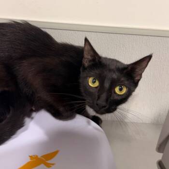 Sookie -  Domestic Short Hair Cat for Adoption in Tampa, Florida - Sookie | PetCurious