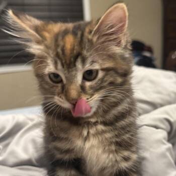 Stari -  Domestic Short Hair Cat for Adoption in Los Angeles, California - Stari | PetCurious