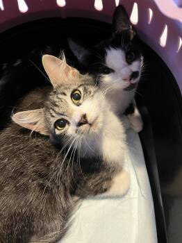 Meenie -  Domestic Short Hair Cat for Adoption in Emerald Isle, North Carolina - Meenie | PetCurious