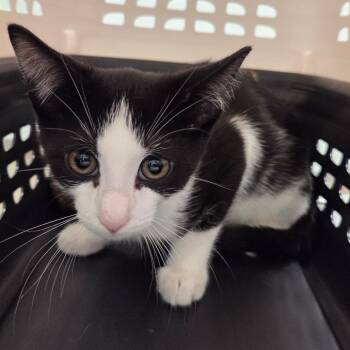 Bert -  Domestic Short Hair Cat for Adoption in Chattanooga, Tennessee - Bert | PetCurious