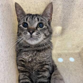 SVAS-Stray-38963 -  Domestic Short Hair Cat for Adoption in Lyndhurst, Virginia - SVAS-Stray-38963 | PetCurious