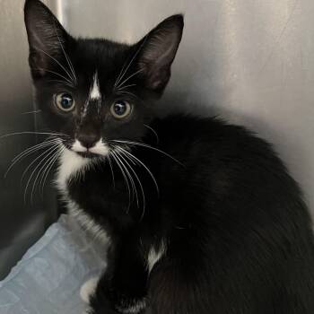 Arrow -  Domestic Short Hair Cat for Adoption in West Palm Beach, Florida - Arrow | PetCurious