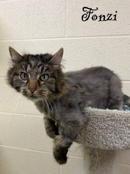 Domestic Medium Hair Cats Available for Adoption - Fonzi | PetCurious