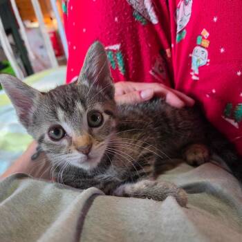 Kevin -  Domestic Short Hair Cat for Adoption in La Grange, Kentucky - Kevin | PetCurious