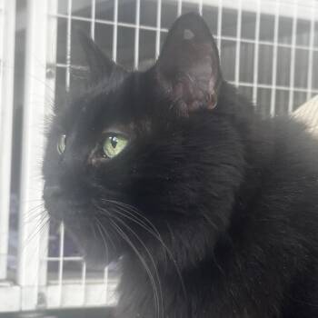 Dr.Mittens -  Domestic Short Hair Cat for Adoption in Chicago, Illinois - Dr.Mittens | PetCurious