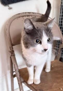 Domestic Short Hair Cats Available for Adoption - Clarita | PetCurious