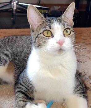 Domestic Short Hair Cats Available for Adoption in Rutherfordton, North Carolina - Koa | PetCurious