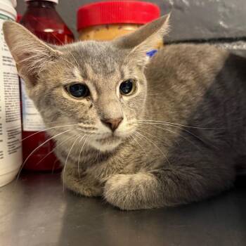 Susan -  Domestic Short Hair Cat for Adoption in Tuscaloosa, Alabama - Susan | PetCurious