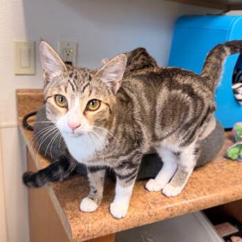 Phoebe -  Domestic Short Hair Cat for Adoption in Pagosa Springs, Colorado - Phoebe | PetCurious