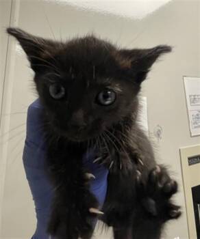 Domestic Short Hair Cats Available for Adoption in Ontario, California - KIKI - IN FOSTER | PetCurious