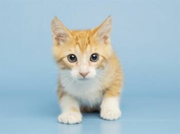 JAMES -  Domestic Short Hair Cat for Adoption in Phoenix, Arizona - JAMES | PetCurious