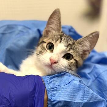 Gracie -  Domestic Short Hair Cat for Adoption in Morgan Hill, California - Gracie | PetCurious