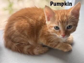 Pumpkin -  Domestic Short Hair Cat Available for Adoption in Oak Bluffs, Massachusetts - Pumpkin | PetCurious