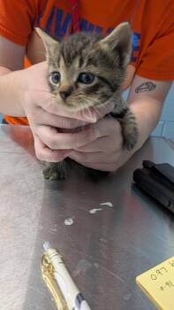 Highland -  Domestic Short Hair Cat for Adoption in Evansville, Indiana - Highland | PetCurious