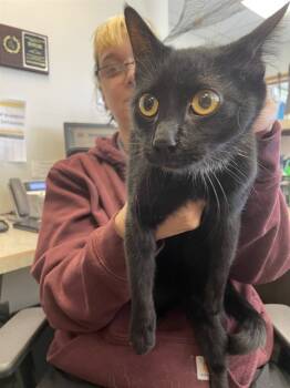 Rescue Domestic Short Hair Cats for Adoption in Casper, Wyoming - SPOOK | PetCurious