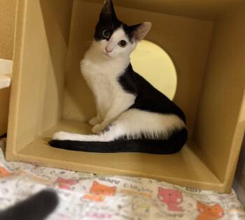 Cupcake -  Domestic Short Hair Cat for Adoption in Stowe, Pennsylvania - Cupcake | PetCurious