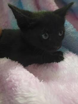 Domestic Short Hair Cats Available for Adoption in Mount Pleasant, Texas - Stitch | PetCurious