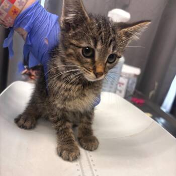 Branson -  Domestic Short Hair Cat for Adoption in Belleville, Illinois - Branson | PetCurious