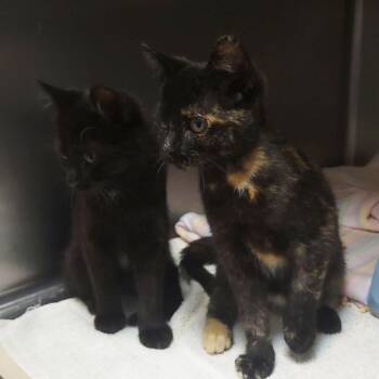 Choco Taco -  Domestic Short Hair Cat for Adoption in Plover, Wisconsin - Choco Taco | PetCurious