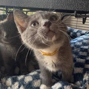 P.B. Cup -  Domestic Short Hair Cat for Adoption in Buellton, California - P.B. Cup | PetCurious