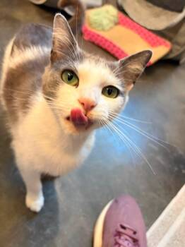 Gracie -  Domestic Short Hair Cat for Adoption in Charlotte, North Carolina - Gracie | PetCurious