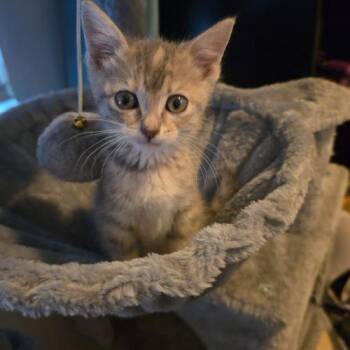 Astra -  Domestic Short Hair Cat for Adoption in Edmond, Oklahoma - Astra | PetCurious