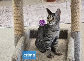 Crimp -  Domestic Short Hair Cat for Adoption in Maggie Valley, North Carolina - Crimp | PetCurious