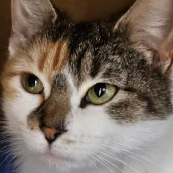 Domestic Short Hair Cats Available for Adoption - Daphne- Visit Me At The Elkhart PetSmart! | PetCurious