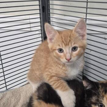 American Shorthair Cats Available for Adoption in Kingman, Kansas - Hotwheels | PetCurious