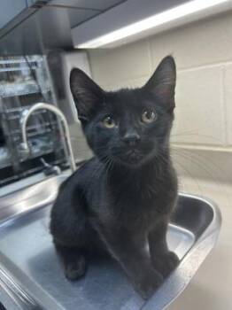 Loudspeaker -  Domestic Short Hair Cat for Adoption in Wichita, Kansas - Loudspeaker | PetCurious