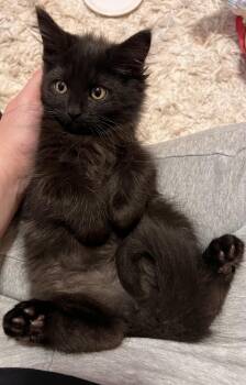 Domestic Medium Hair Cats Available for Adoption in Hartville, Ohio - Juniper | PetCurious