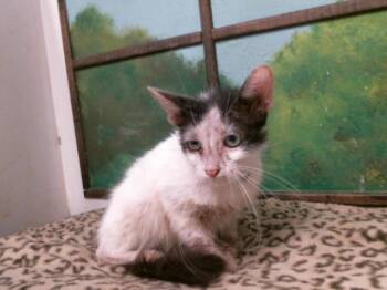 HARY -  Domestic Short Hair Cat for Adoption in Houston, Texas - HARY | PetCurious