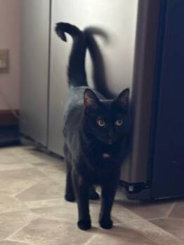 Domestic Short Hair Cats Available for Adoption - Calypso 2021-160 | PetCurious