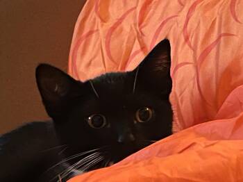Buck Martinez-Must be adopted as a buddy cat -  Domestic Short Hair Cat for Adoption in Toronto, Ontario - Buck Martinez-Must Be Adopted As A Buddy Cat | PetCurious