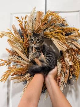 Cleo -  Maine Coon Cat for Adoption in Goodyear, Arizona - Cleo | PetCurious