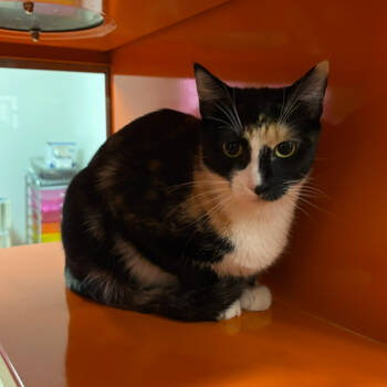 Rescue Domestic Short Hair Cats for Adoption in Morgan Hill, California - Muffin | PetCurious